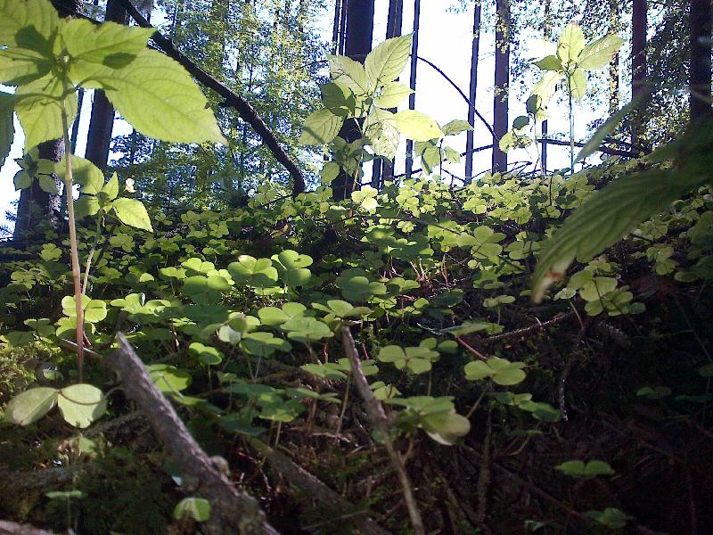 Natur II