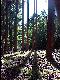Natur I