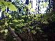 Natur II