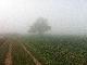 Watzlik im Nebel