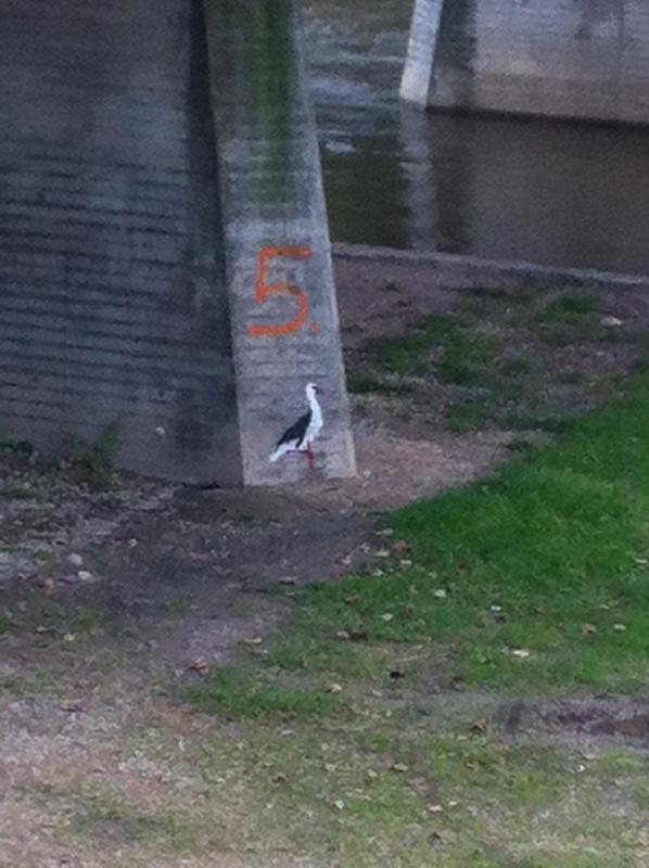 Storch