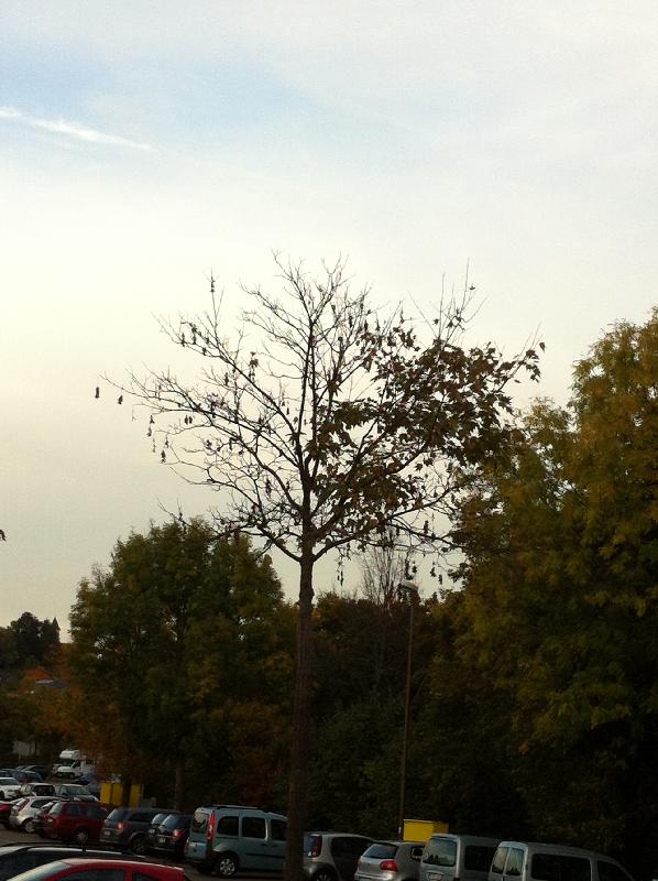 kein Laub am Baum