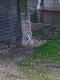 Storch