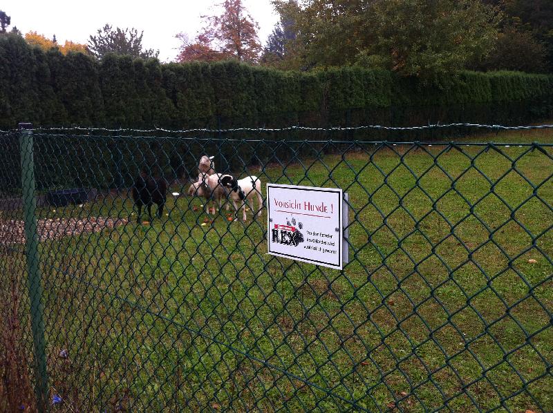 Vorsicht, schafe Hunde!