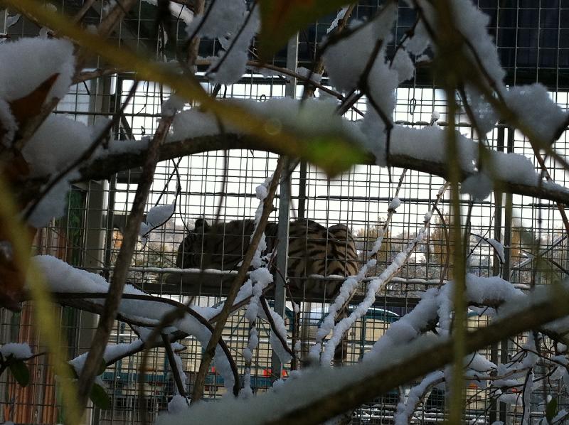 Circus Krone Schneetiger