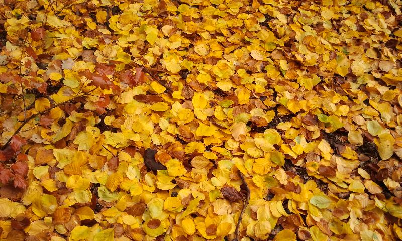 Herbst