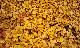 Herbst