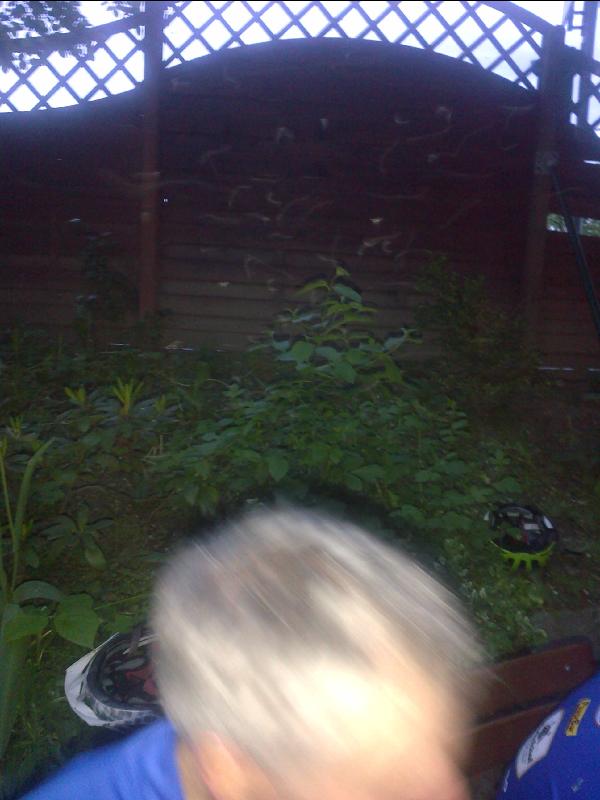 Brovvfffvvfvv mit Fliegen