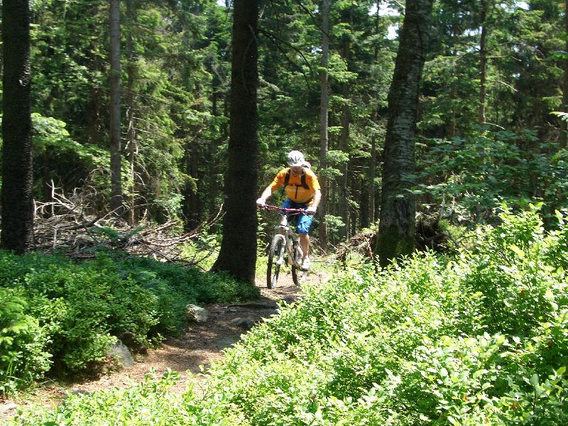 noch ein Hrn im Wald