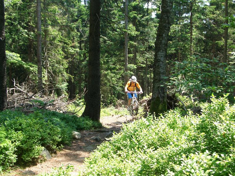 Hrn im Wald