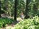 Hrn im Wald