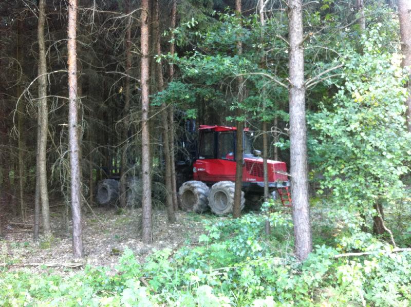 im Wald versteckt