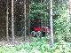 im Wald versteckt