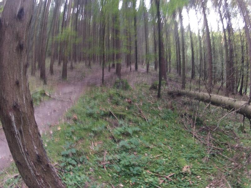 Schweihusltrail- Hrn versteckt sich hinterm Baum