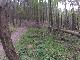 Schweihusltrail- Hrn versteckt sich hinterm Baum