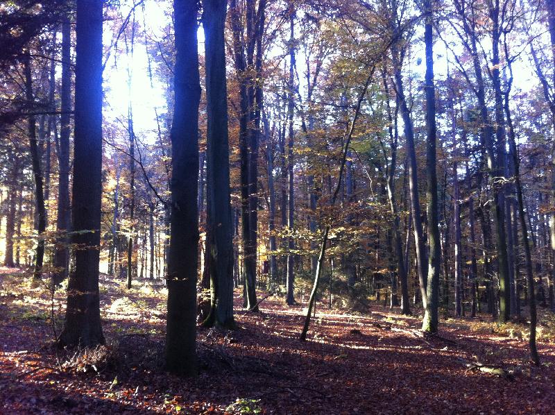Herbst II