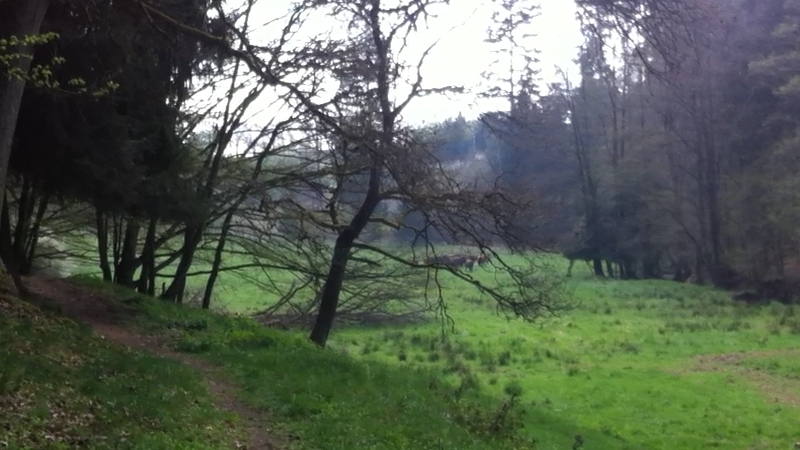 Herde in Bewegung