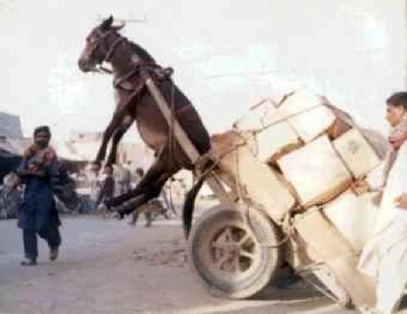 Sky-Donkey