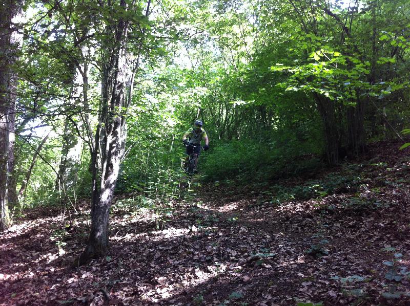 Rotwild im Wald