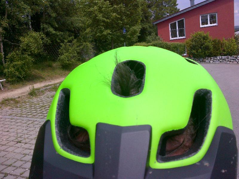 Wildschwein I