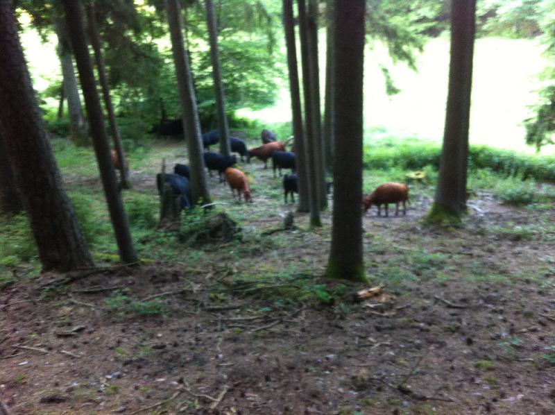 Flucht in den Wald