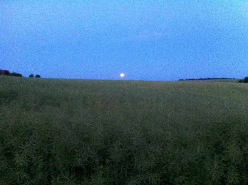 Mond
