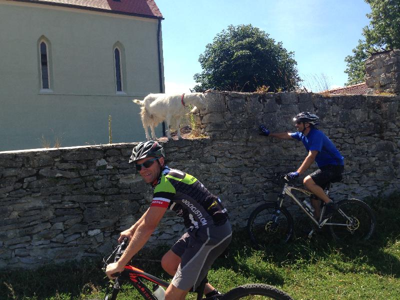 der Bock und ein Muli