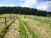 Wiesenfahrt IV
