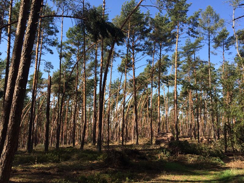 Windbruch