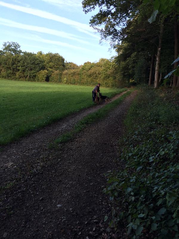 friedliche Hunde
