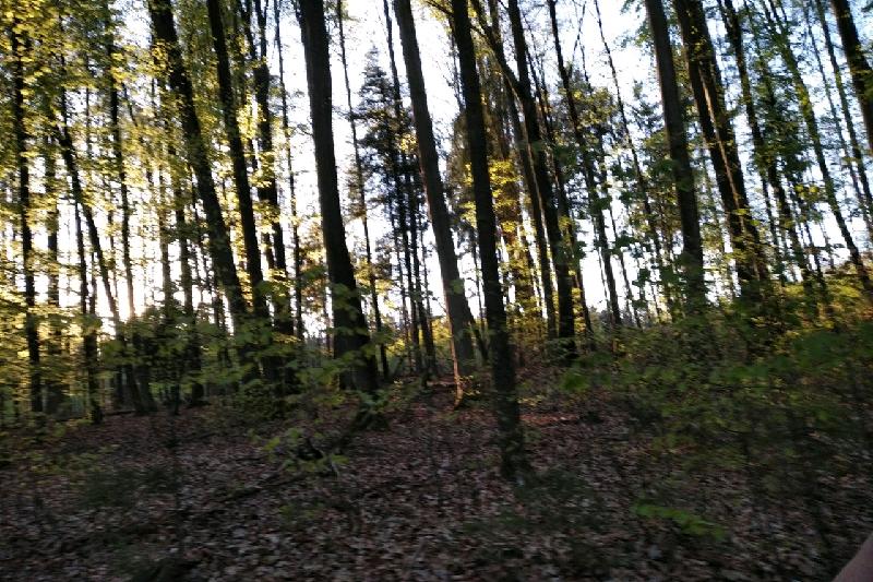Wald