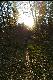 Frosch im Licht